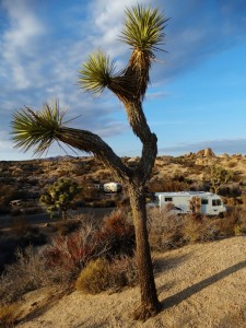 De camper in Joshua Tree National Park