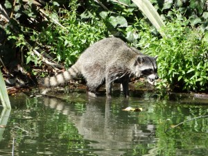 Raccoon in San Francisco