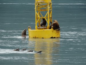 Stellar Lion Seals vechten om een plekje