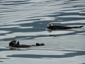 De Sea Ottersin de baai