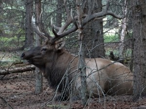 Een prachtige Elk