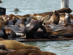 De beroemde Sea Lions bij pier 39