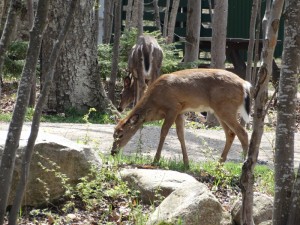 White Tailed Deer op de camping