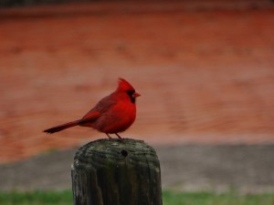 Northern Cardinal