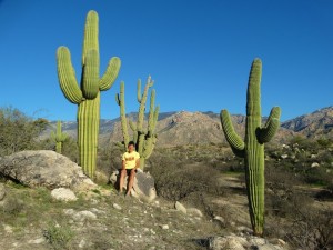 Saguaro's in Cataline State Park