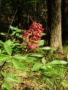 Wild Flowers in Three Rivers State Park