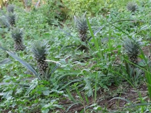 Veldje met kleine ananas planten