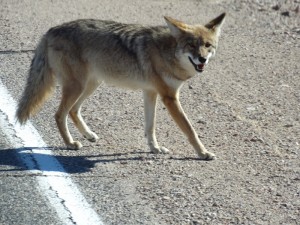 De Coyote kwam erg dichtbij