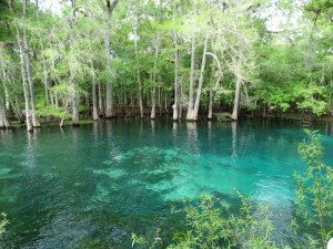 Manatee Springs nu zonder Manatee's