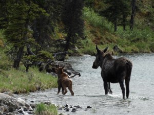 Pas op !! Ovestekend wild.