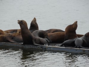 Sea Lions in de haven van Crescent City