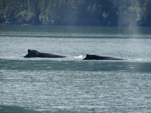 Bultruggen in de baai