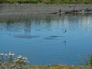 De Zalmen springen omhoog in de Fishing Hole