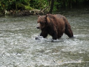 Josh op zalmenjacht