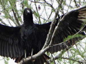 Manatee Springs Vulture