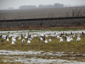 Onder gelopen land, een vogelparadijs