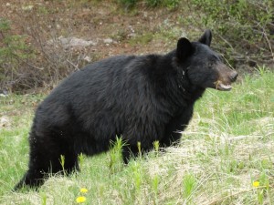 Black Bear langs de Icefield Parkway