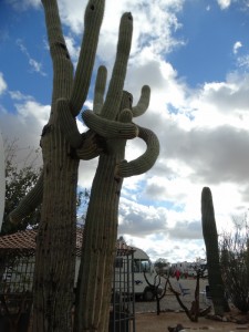 Cactussen omarmen elkaar