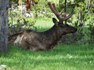 Elk in Yellowstone