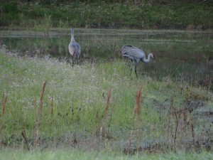 Kraanvogels aan het meertje op Clark Family Campground