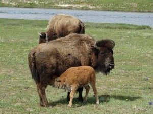 Buffalo's in Yellowstone hebben in deze tijd veel kalfjes