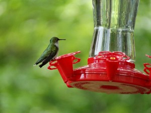 De Hummingbirds in Pikes Peak State Park