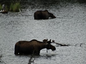 Moose's houden van water