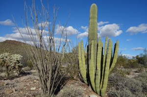 Organ Pipe en Ocotillo 