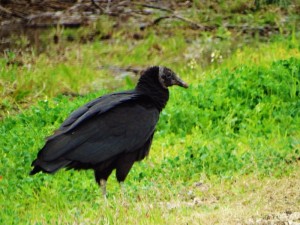 Wild Turkey langs de weg