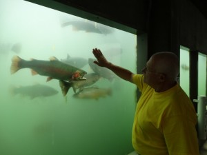 Underwater view in de Spearfish Hatchery