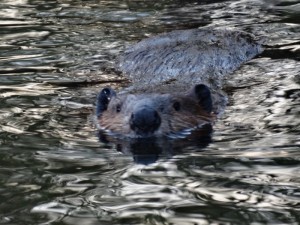 Een bever in Lake Creek