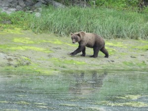 De Grizzly langs de weg