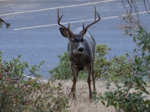 Mule Deer op de Moccasin Campground