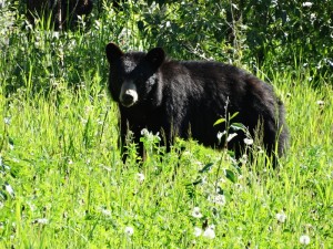 Erg nieuwsgierige Black Bear