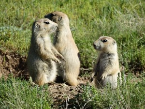 Prairie Dogs bij Devils Tower