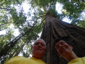 Eindeloos hoge bomen aan de "Avenue of the Giants"