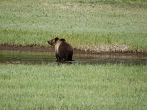 Eindelijk de Grizzley in Yellowstone