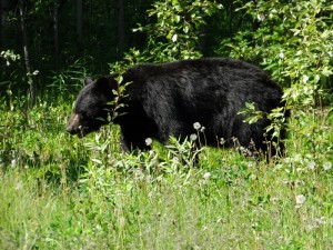 Black Bear onderweg