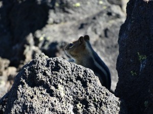 Een eenzame Squirrel tussen de lava blokken