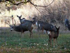 De Mule Deer in de lege appel boomgaard