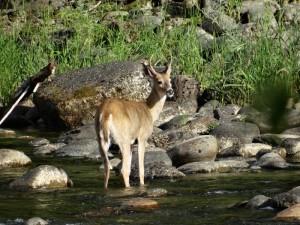 Mule Deer bij de campground