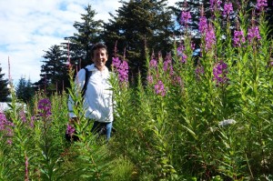 "Vrouws"hoge Fireweed