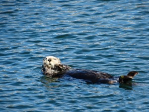 Altijd genieten van de Sea Otters