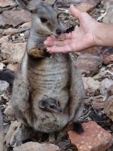 Rock Wallabees met baby