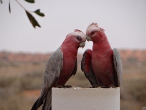 Galah's, altijd in paartjes