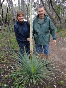 Wandelen in Kyeema Forst - De Agave bloeit