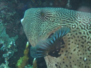 Pufferfish bij Liberty wrak