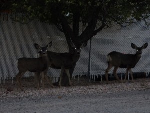 Mule Deer op de camping in Caliente